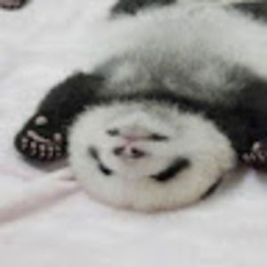 Meet your Posher, Pinkie pie